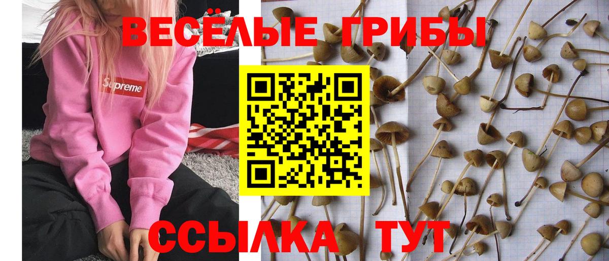 Галлюциногенные грибы Cubensis  Вход с VPN  Соликамск 